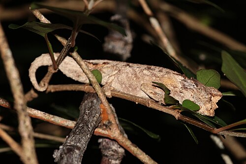 Brookesia brygooi