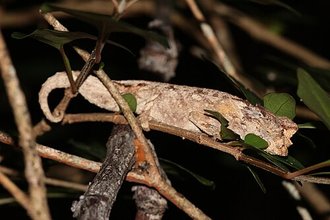 Brookesia brygooi