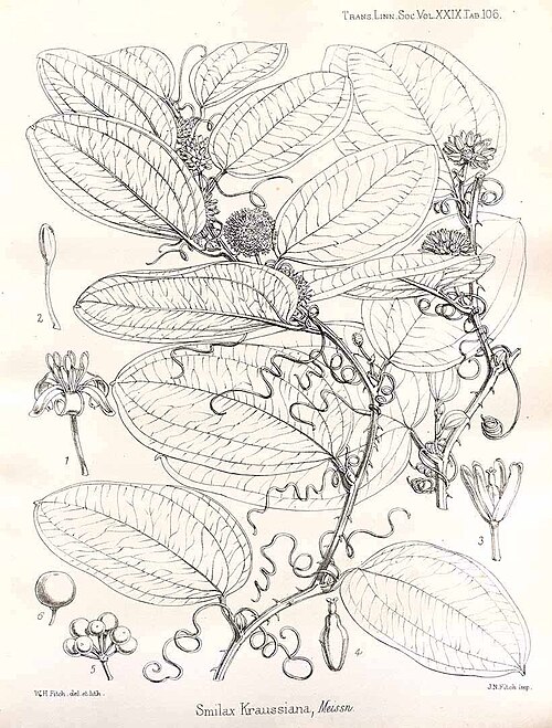 Smilax anceps