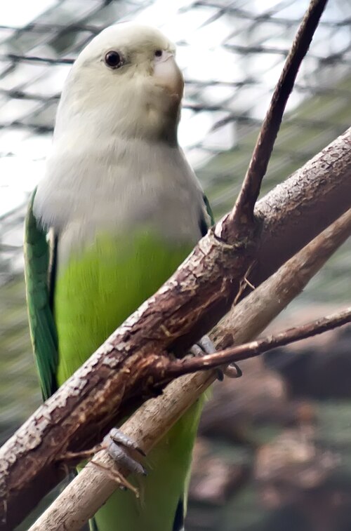Inséparable à tête grise (Agapornis canus)