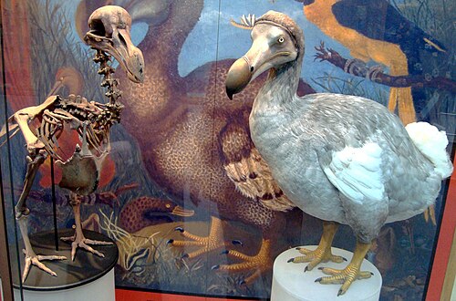Dodo (Raphus cucullatus)
