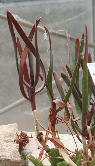 Aloe parallelifolia