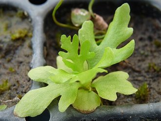 Ceratopteris thalictroides