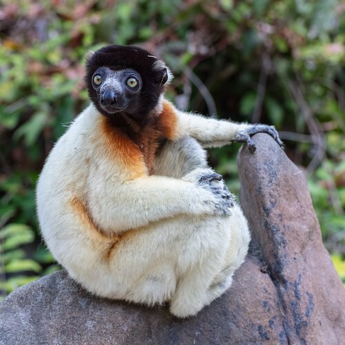 Propithecus coronatus