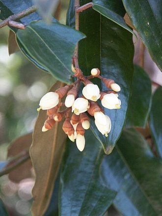 Leptolaena multiflora