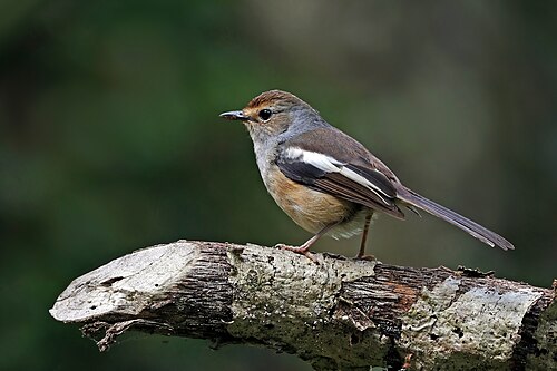 Shama de Madagascar (Copsychus albospecularis)