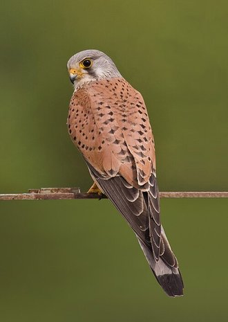 Faucon crécerelle (Falco tinnunculus)