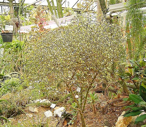 Decarya madagascariensis