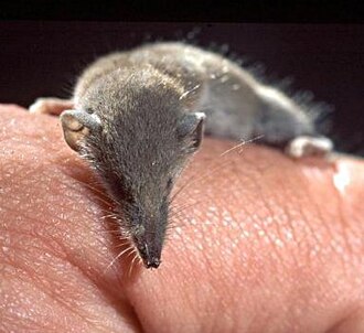 Pachyure étrusque (Suncus etruscus)