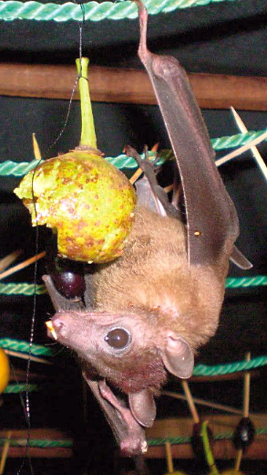 Roussette de Madagascar (Rousettus madagascariensis)