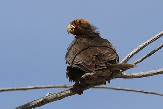 Perroquet vaza (Coracopsis vasa)