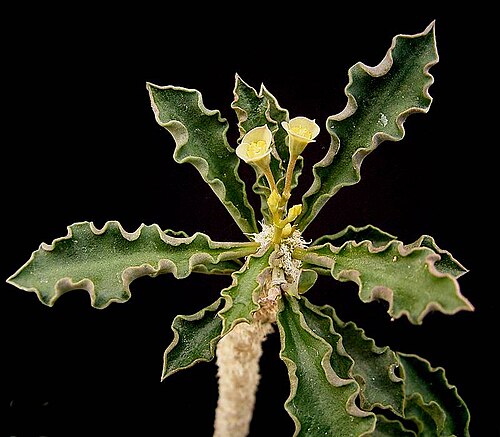 Euphorbia cap-saintemariensis