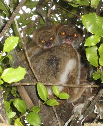 Avahi meridionalis