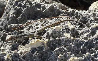 Oplurus saxicola