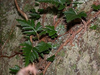 Davallia repens