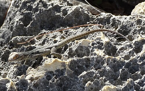 Oplurus saxicola