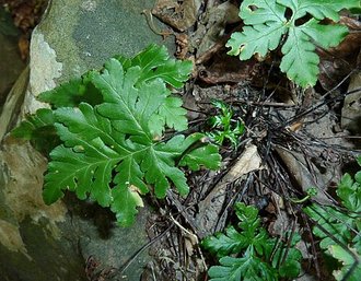 Doryopteris concolor
