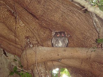 Petit-duc torotoroka (Otus madagascariensis)