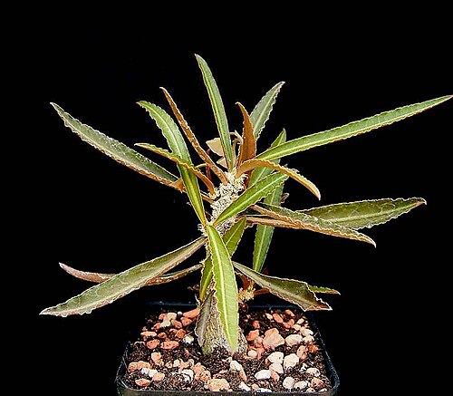 Euphorbia waringiae
