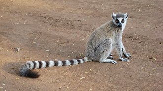 Lémur catta (Lemur catta)