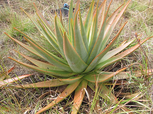 Aloe macroclada