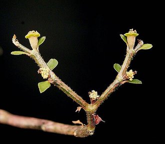 Euphorbia bemarahaensis