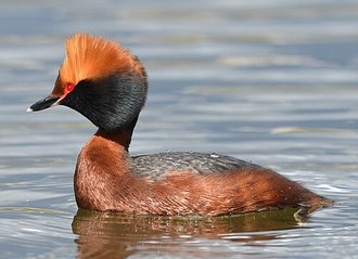 Grèbe esclavon (Podiceps auritus)