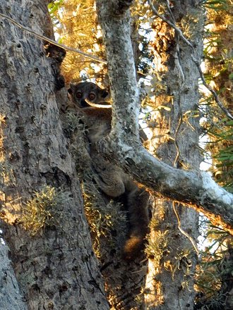 Lepilemur petteri