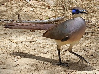 Coua à tête rousse (Coua ruficeps)