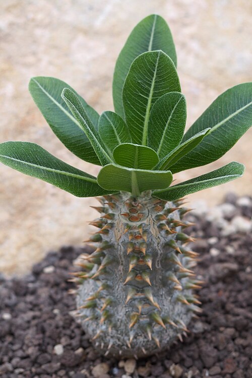 Pachypodium eburneum