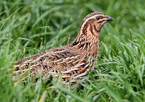 Caille des blés (Coturnix coturnix)
