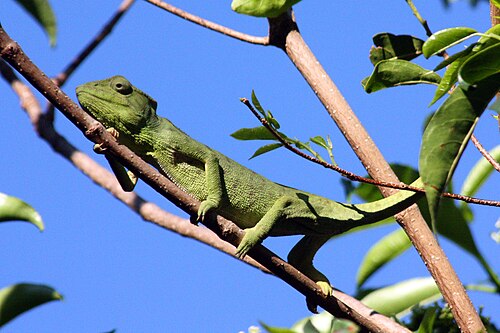 Furcifer oustaleti