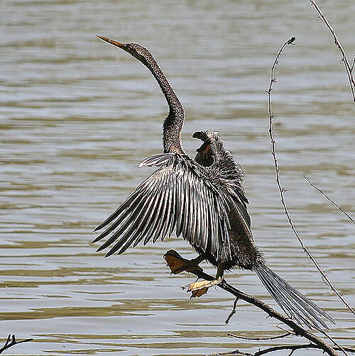 Anhinga roux (Anhinga melanogaster)