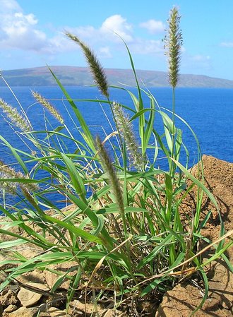 Cenchrus ciliaris