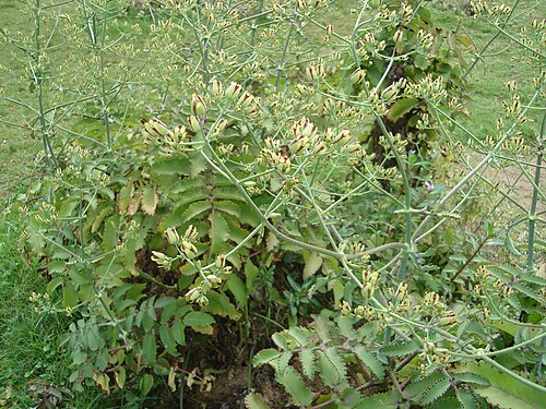 Kalanchoe rubella
