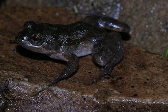 Mantidactylus pauliani