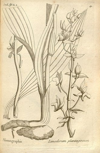 Eulophia plantaginea