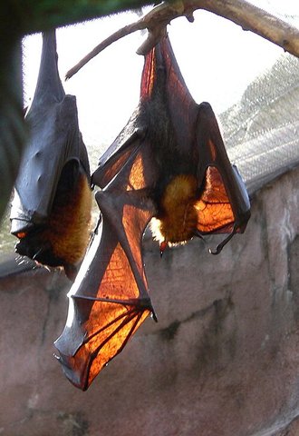 Roussette de Malaisie (Pteropus vampyrus)