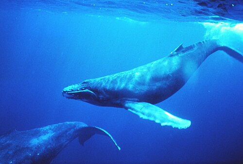 Baleine à bosse (Megaptera novaeangliae)