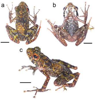 Gephyromantis lomorina