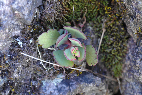 Kalanchoe bergeri