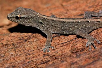 Lygodactylus expectatus