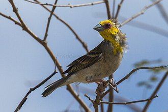 Tisserin sakalave (Ploceus sakalava)