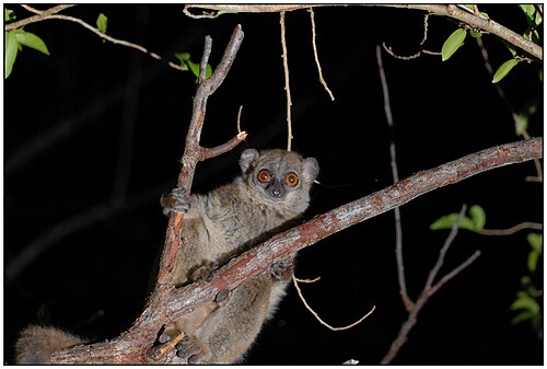 Lepilemur septentrionalis