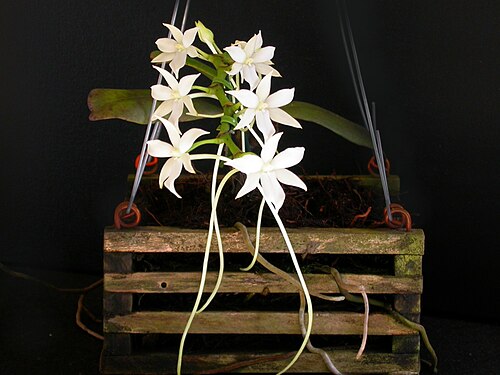 Aerangis articulata