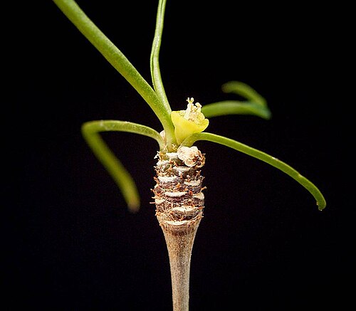 Euphorbia hedyotoides
