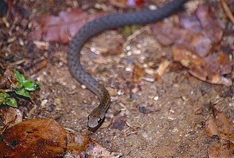 Thamnosophis infrasignatus