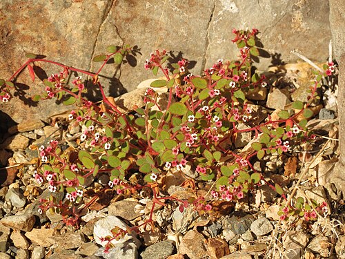 Euphorbia arizonica