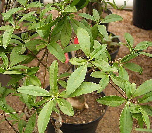 Euphorbia mahabobokensis