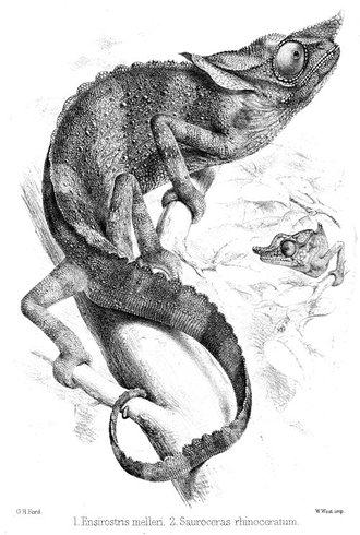 Furcifer rhinoceratus